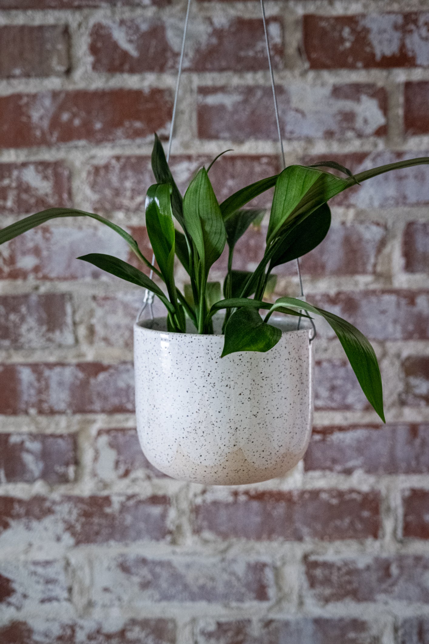 Hanging Planter