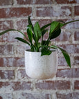 Hanging Planter